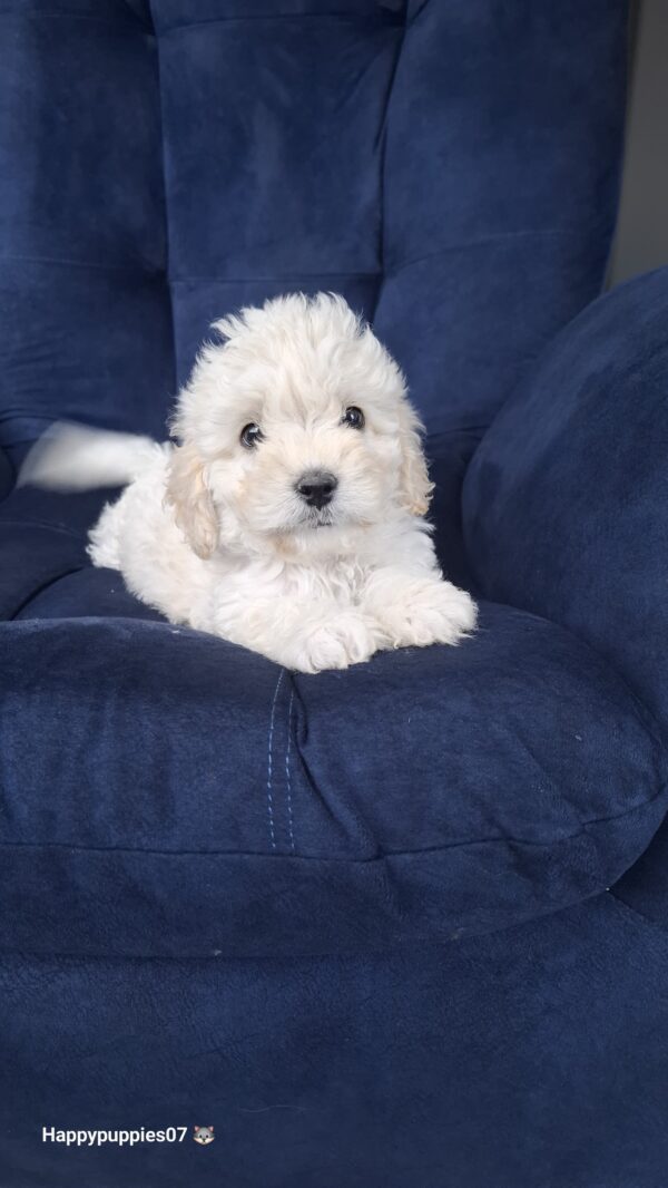 French poodle - Image 4