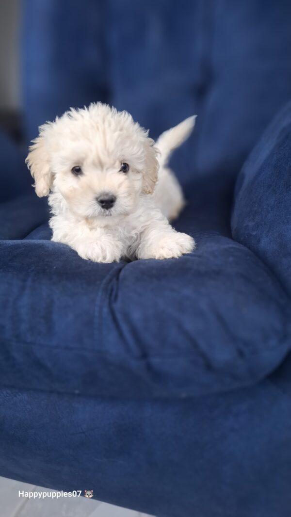 French poodle