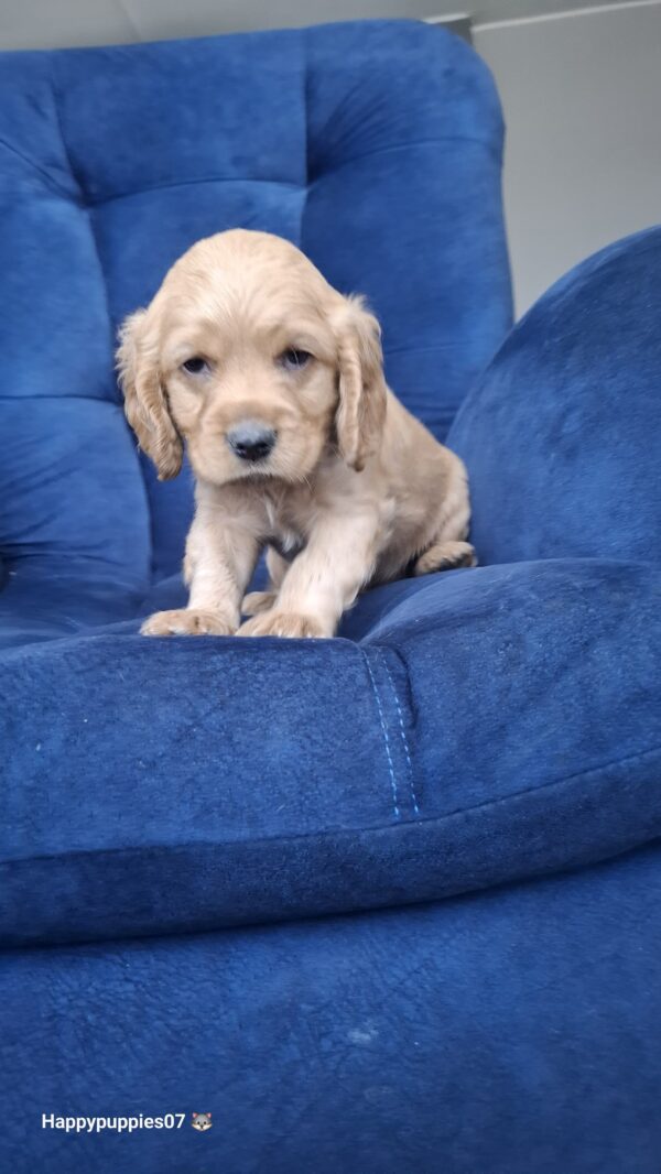 Cocker Spaniel - Image 6