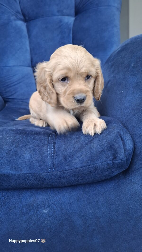 Cocker Spaniel - Image 5