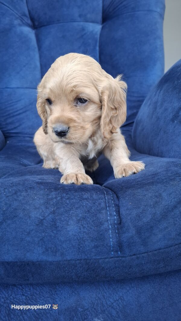 Cocker Spaniel - Image 4