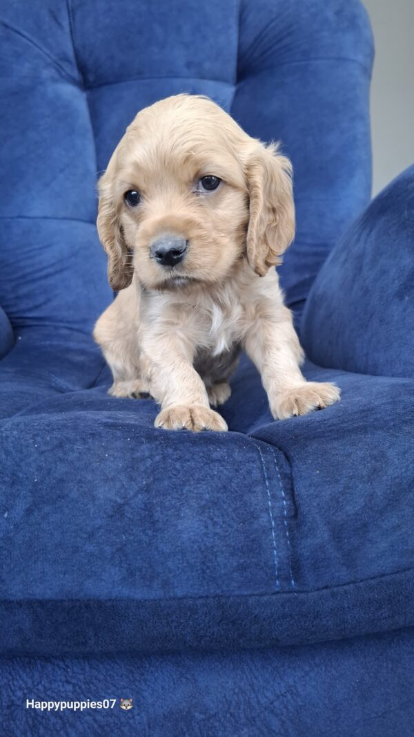 Cocker Spaniel - Image 3