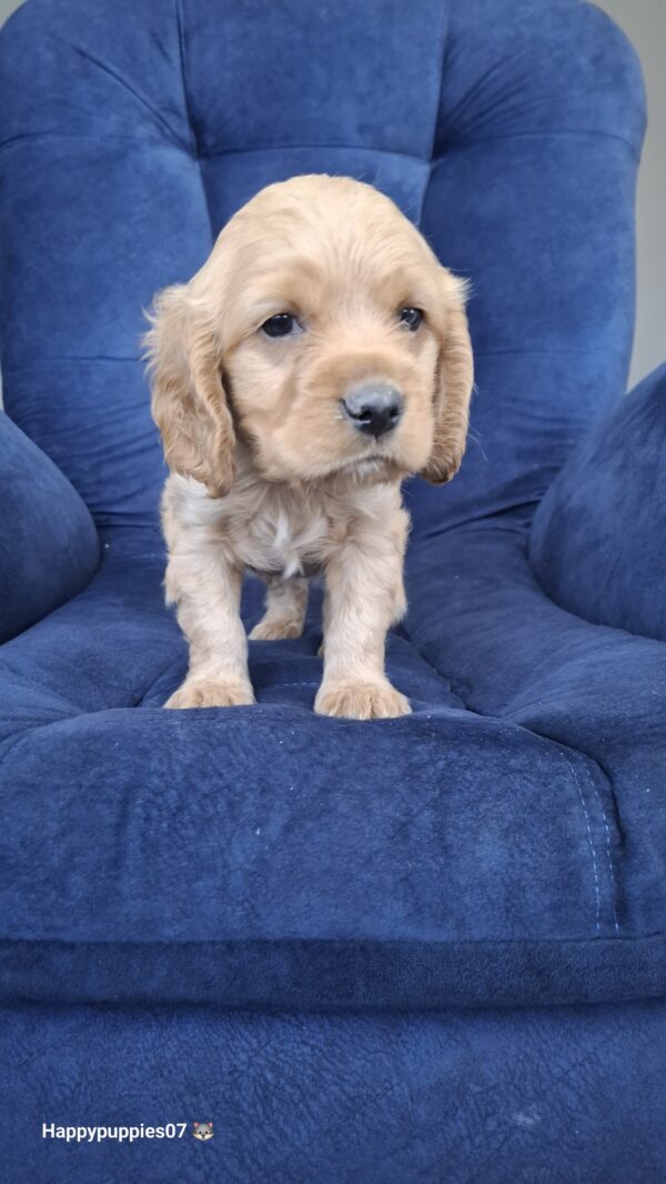 Cocker Spaniel