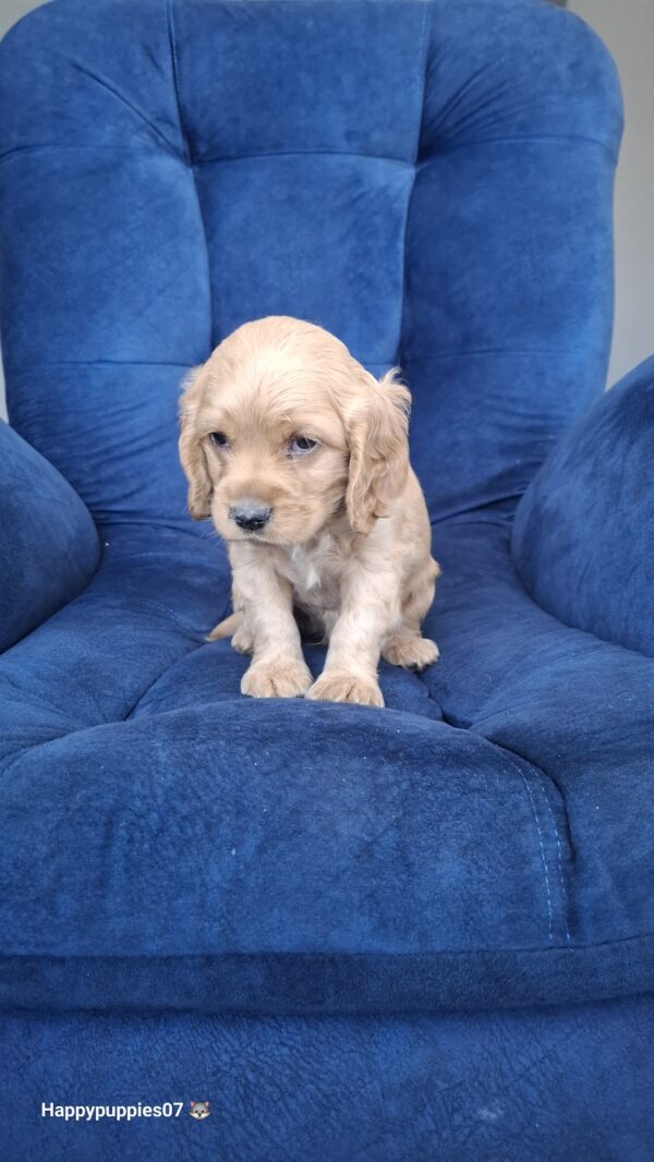 Cocker Spaniel - Image 2