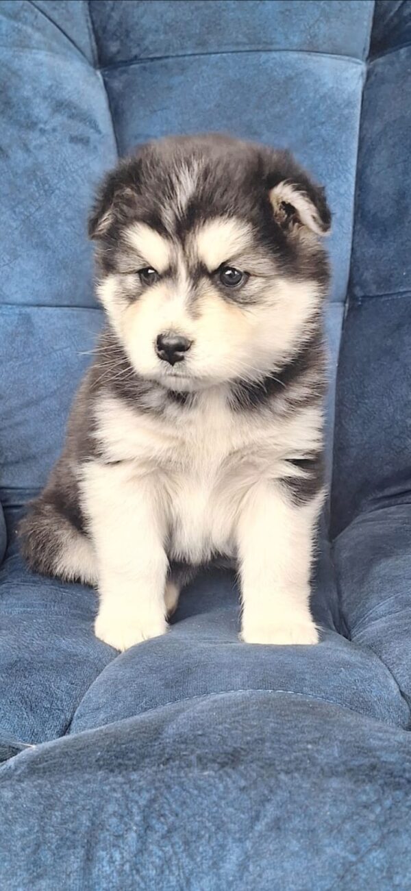 Husky siberiano pelo largo
