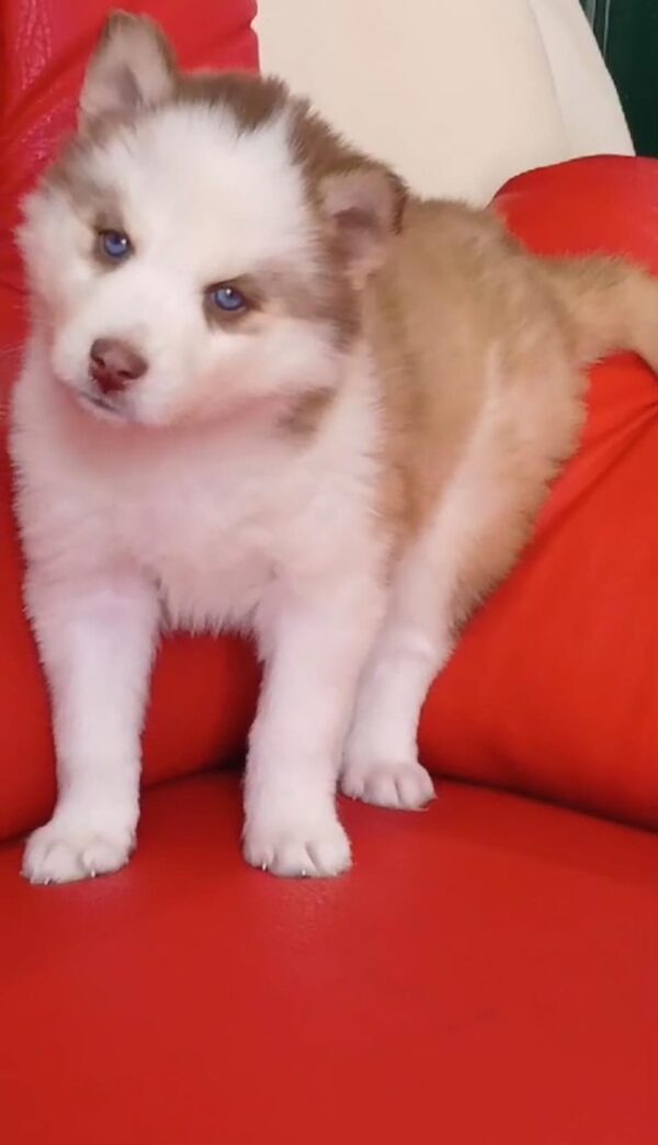 Husky Siberiano pelo largo - Image 3