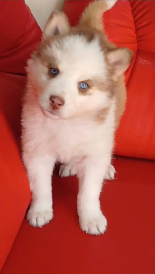 Husky Siberiano pelo largo - Image 2