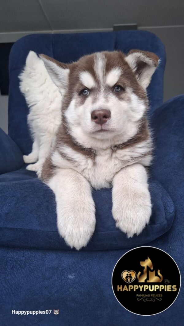 Husky siberiano pelo largo - Image 3