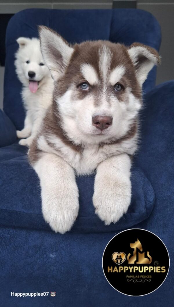 Husky siberiano pelo largo - Image 2