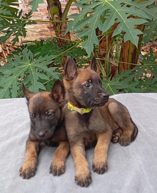 Pastor belga malinois