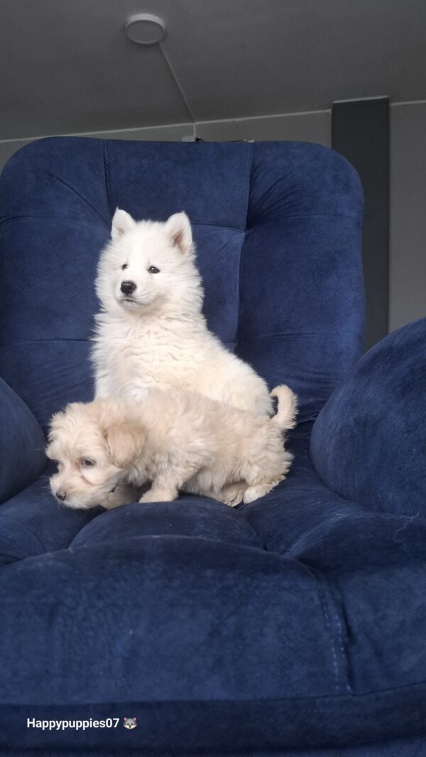 Samoyedo - Image 3