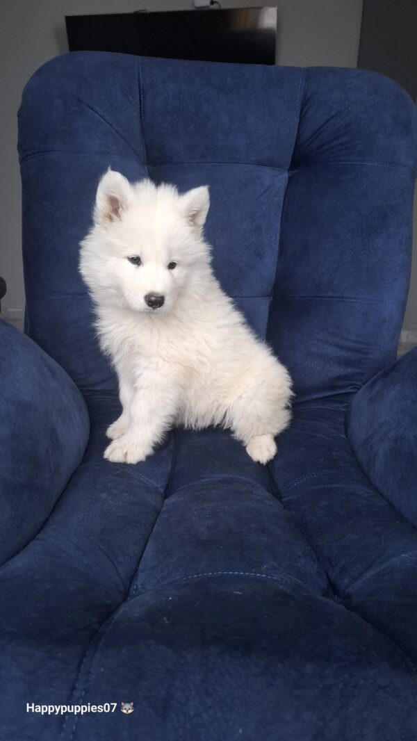 Samoyedo