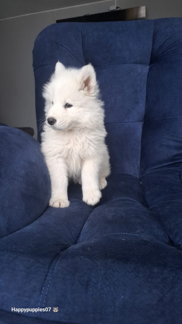 Samoyedo - Image 2