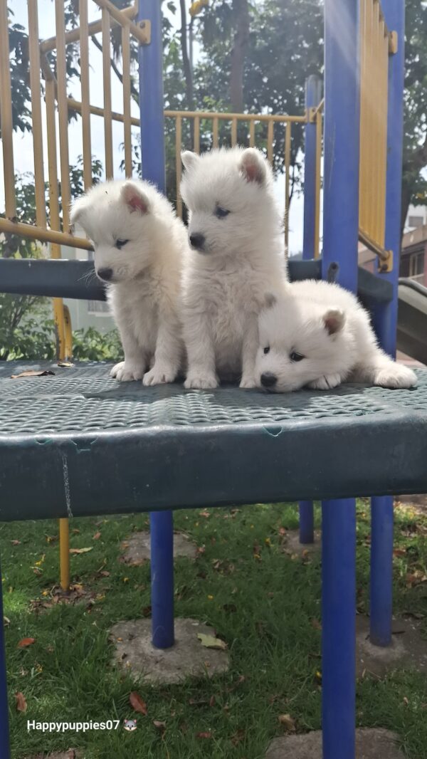 Samoyedo - Image 7