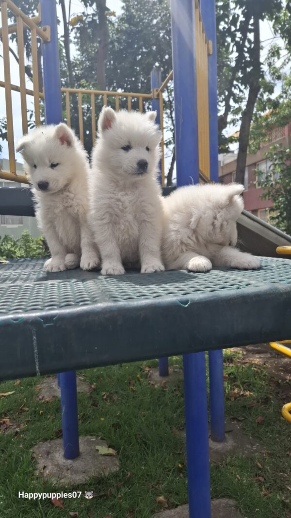 Samoyedo - Image 6