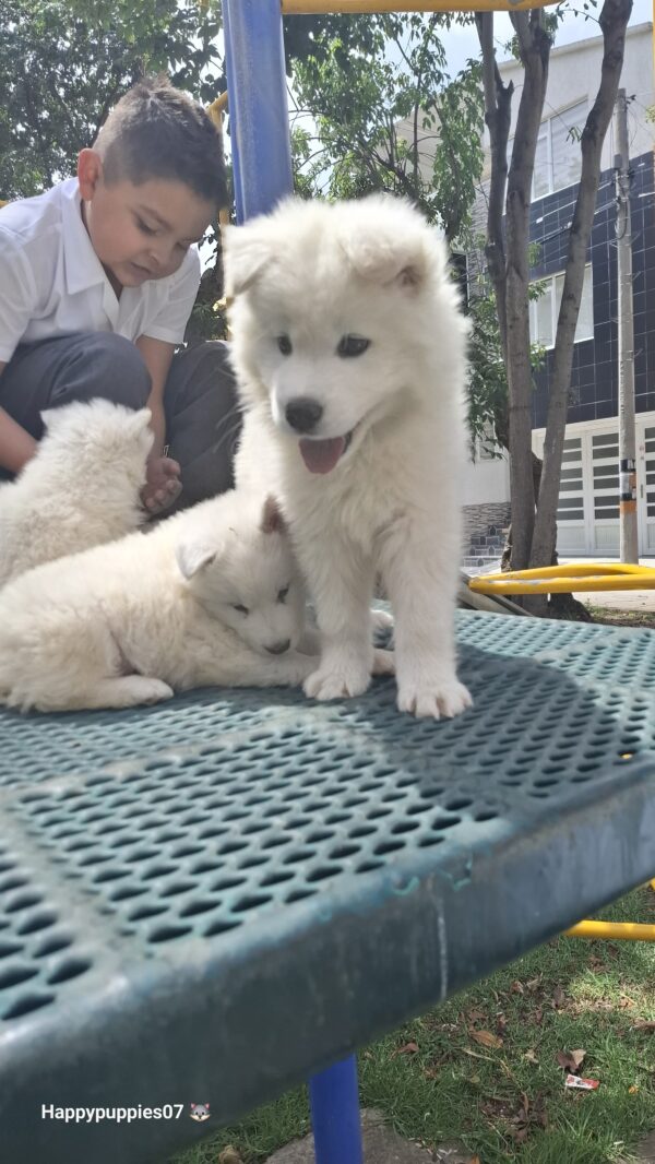 Samoyedo - Image 5