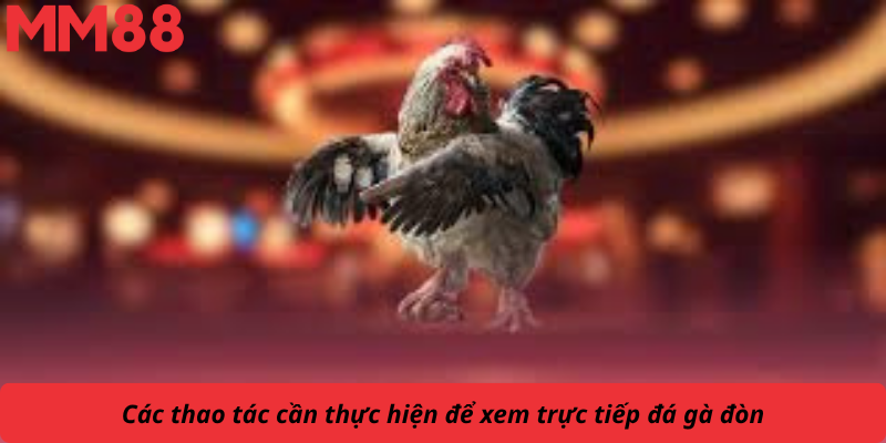 Các thao tác cần thực hiện để xem trực tiếp đá gà đòn