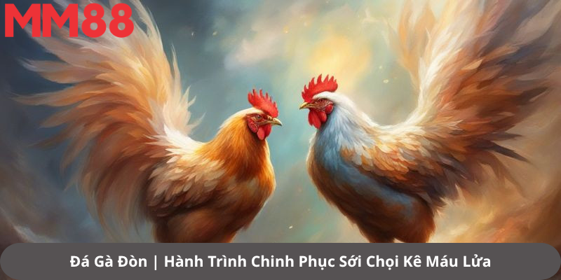 Đá Gà Đòn | Hành Trình Chinh Phục Sới Chọi Kê Máu Lửa