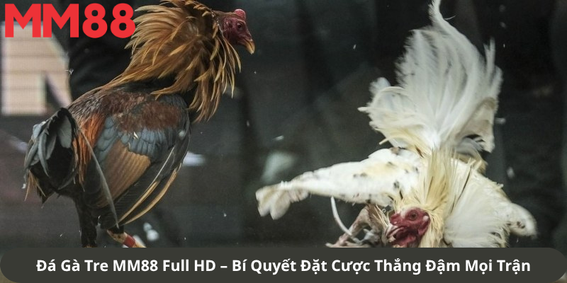 Đá Gà Tre MM88 Full HD – Bí Quyết Đặt Cược Thắng Đậm Mọi Trận