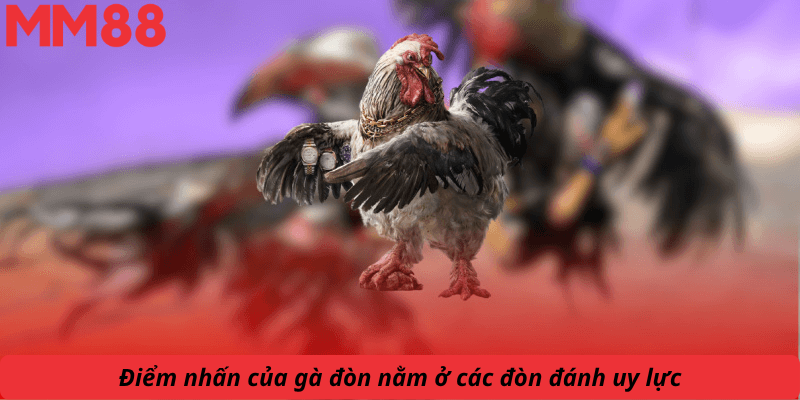 Điểm nhấn của gà đòn nằm ở các đòn đánh uy lực