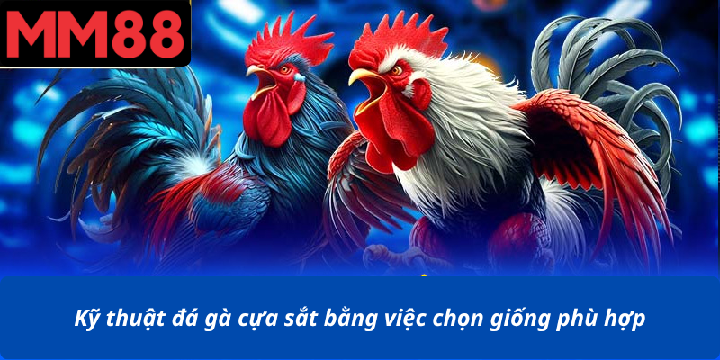 Kỹ thuật đá gà cựa sắt bằng việc chọn giống phù hợp