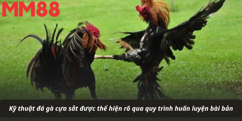 Kỹ thuật đá gà cựa sắt được thể hiện rõ qua quy trình huấn luyện bài bản