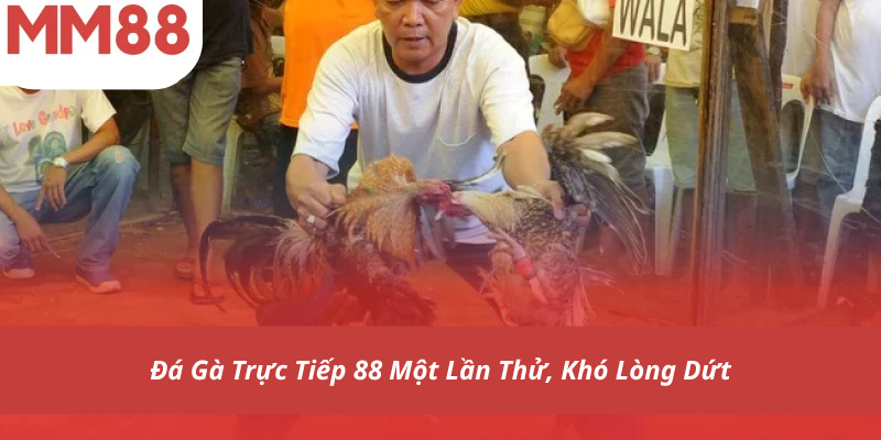 Đá Gà Trực Tiếp 88 Một Lần Thử, Khó Lòng Dứt