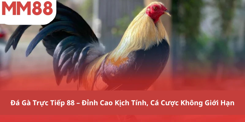 Đá Gà Trực Tiếp 88 – Đỉnh Cao Kịch Tính, Cá Cược Không Giới Hạn
